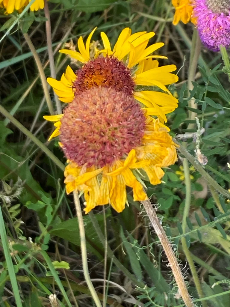 Gaillardia Aristata