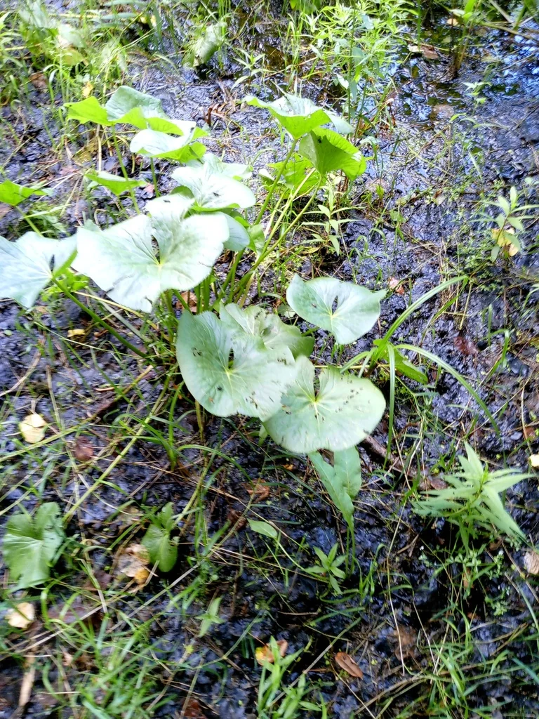 Caltha Palustris
