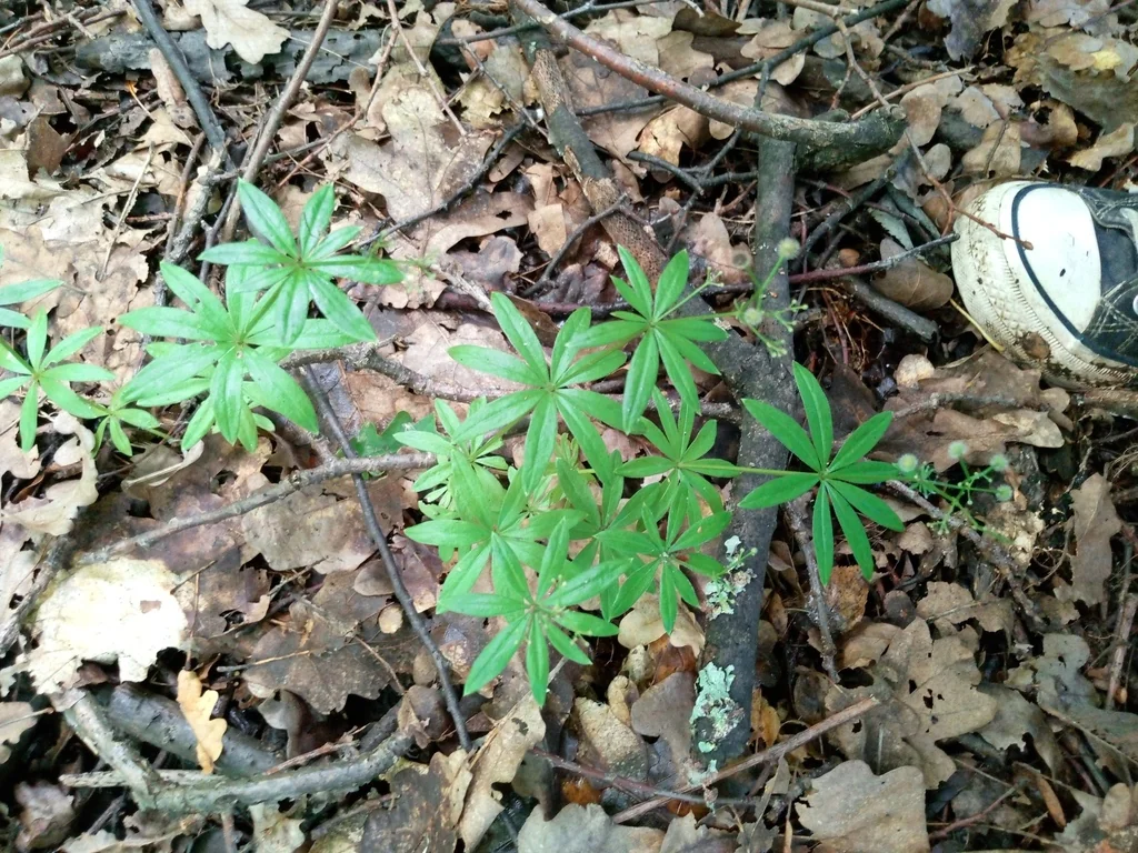 Galium Odoratum