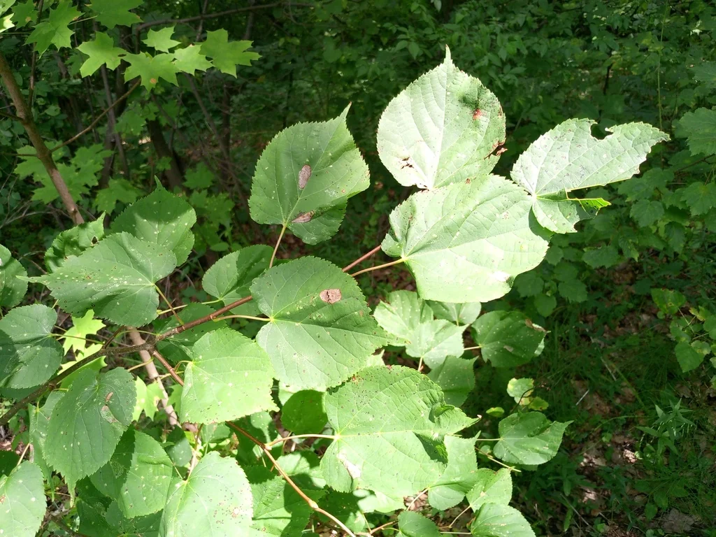 Tilia Cordata