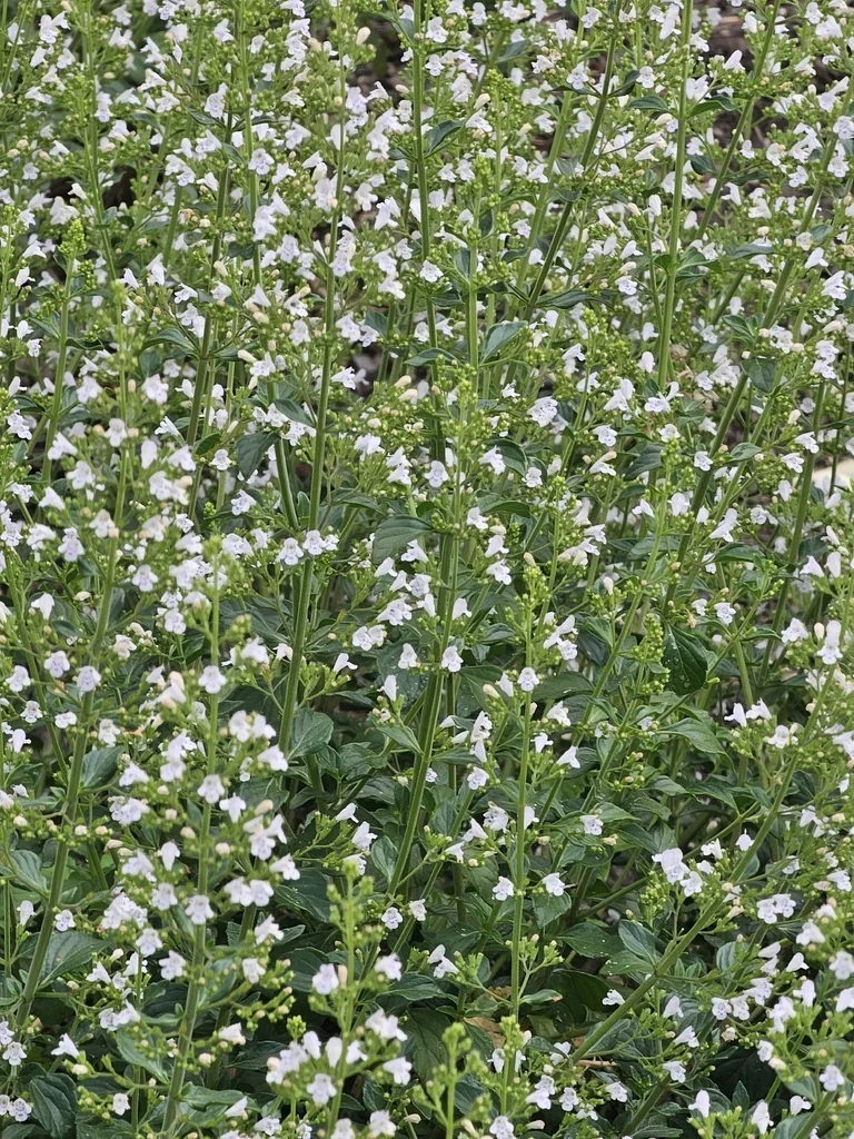 Calamintha Nepeta