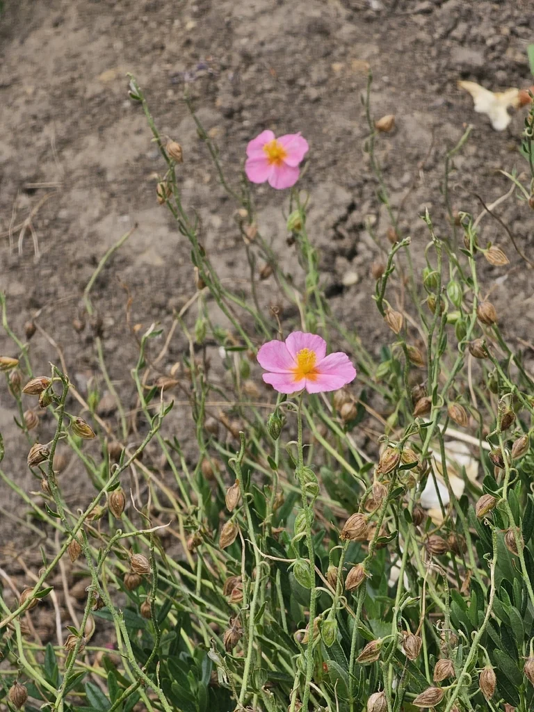Helianthemum Nummularium