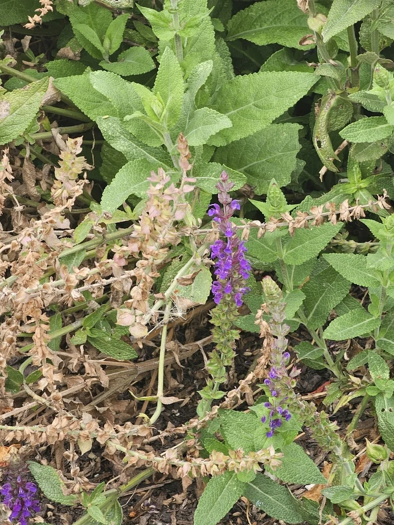 Salvia nemorosa