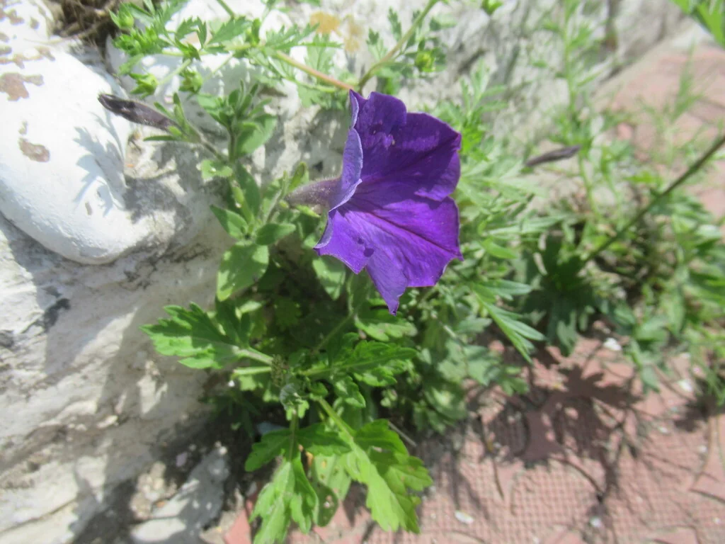 Petunia X Hybrida