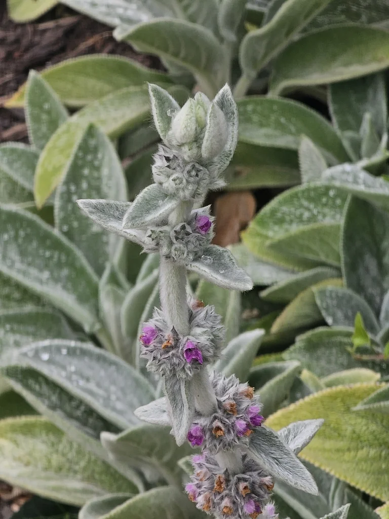 Stachys Byzantina