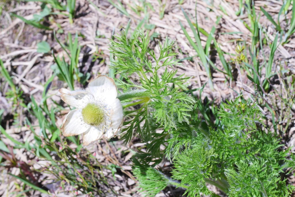 Anemone Occidentalis