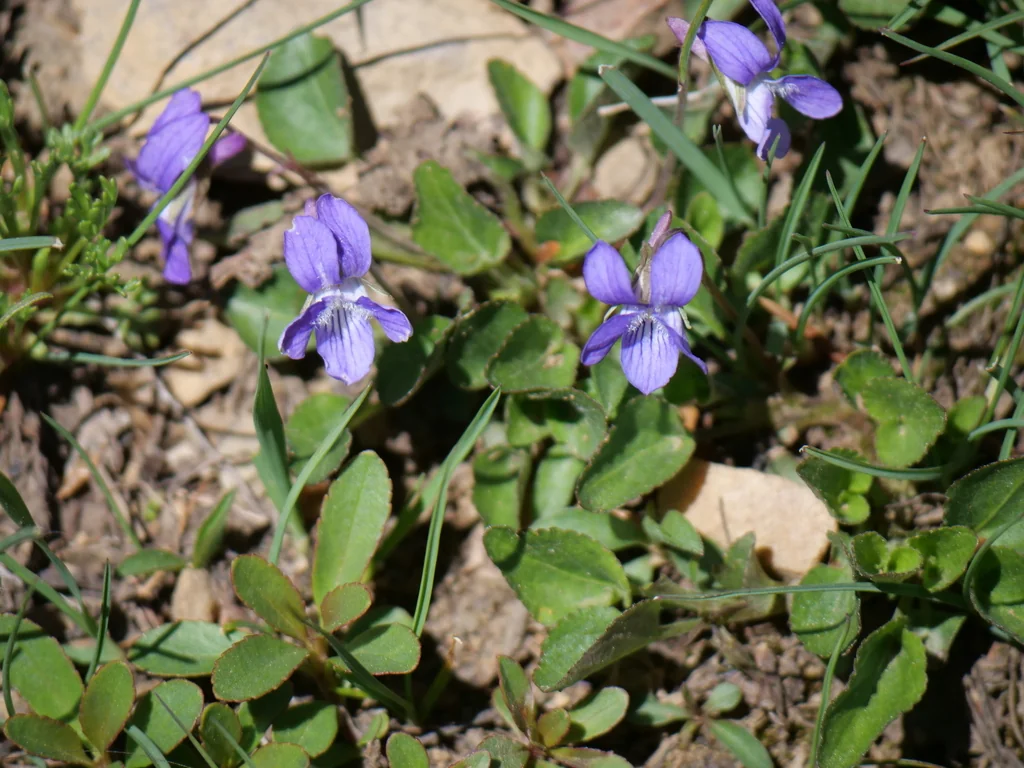 Viola Adunca