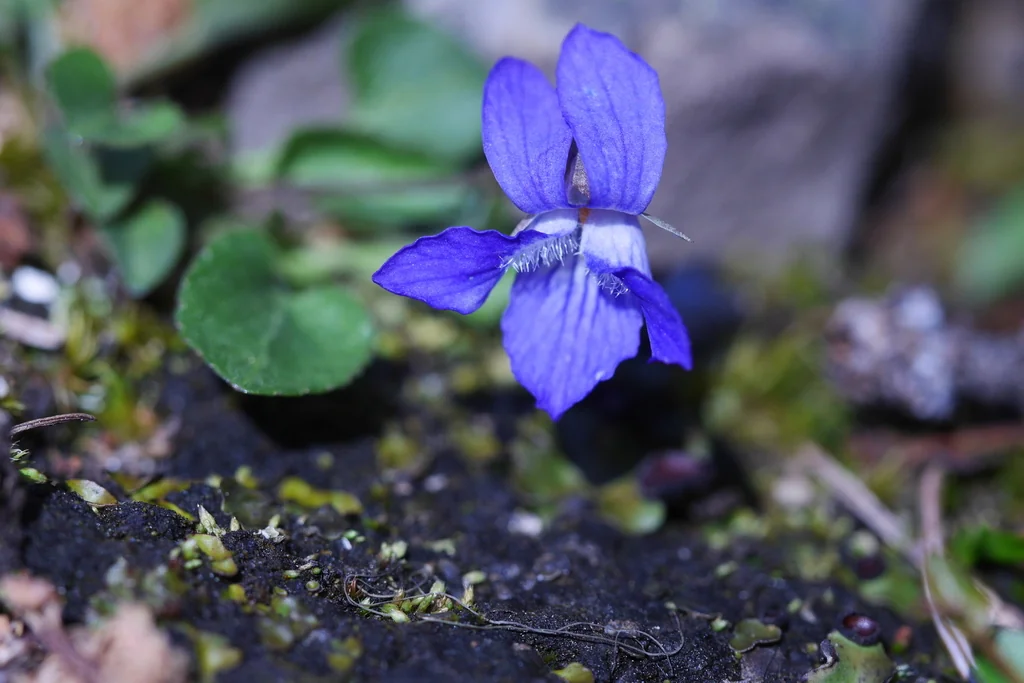 Viola Adunca