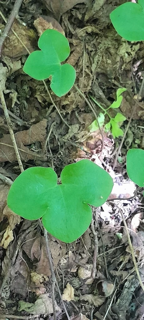 Hepatica Nobilis