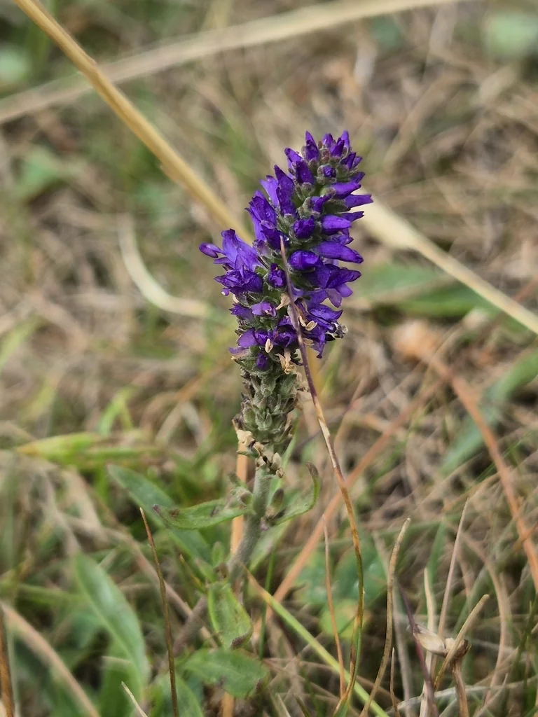 Veronica Spicata