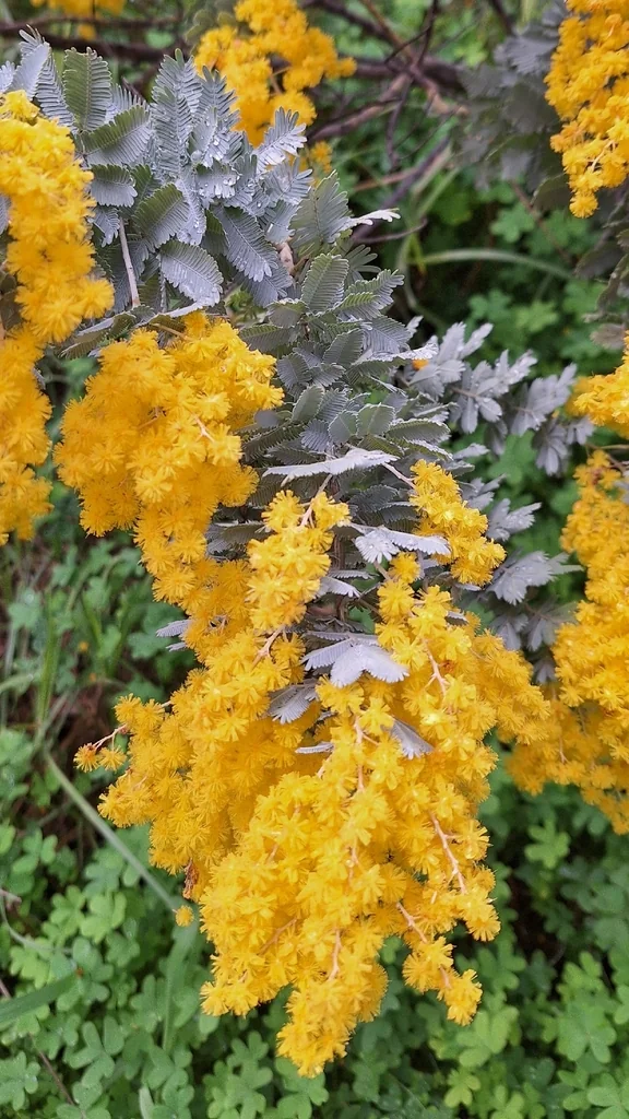 Acacia Baileyana