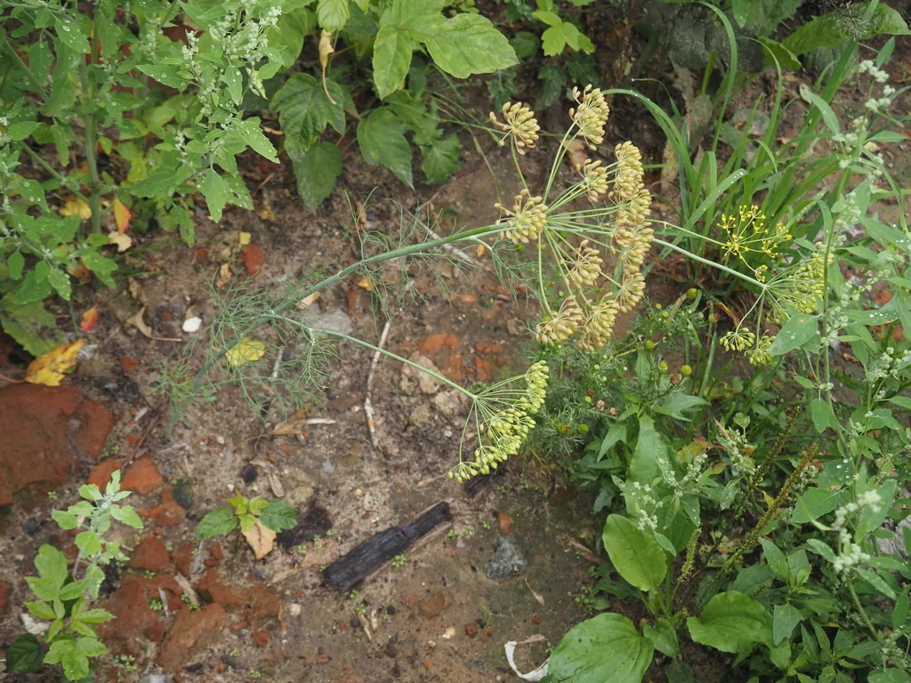 Anethum Graveolens