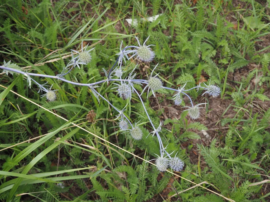 Eryngium Planum