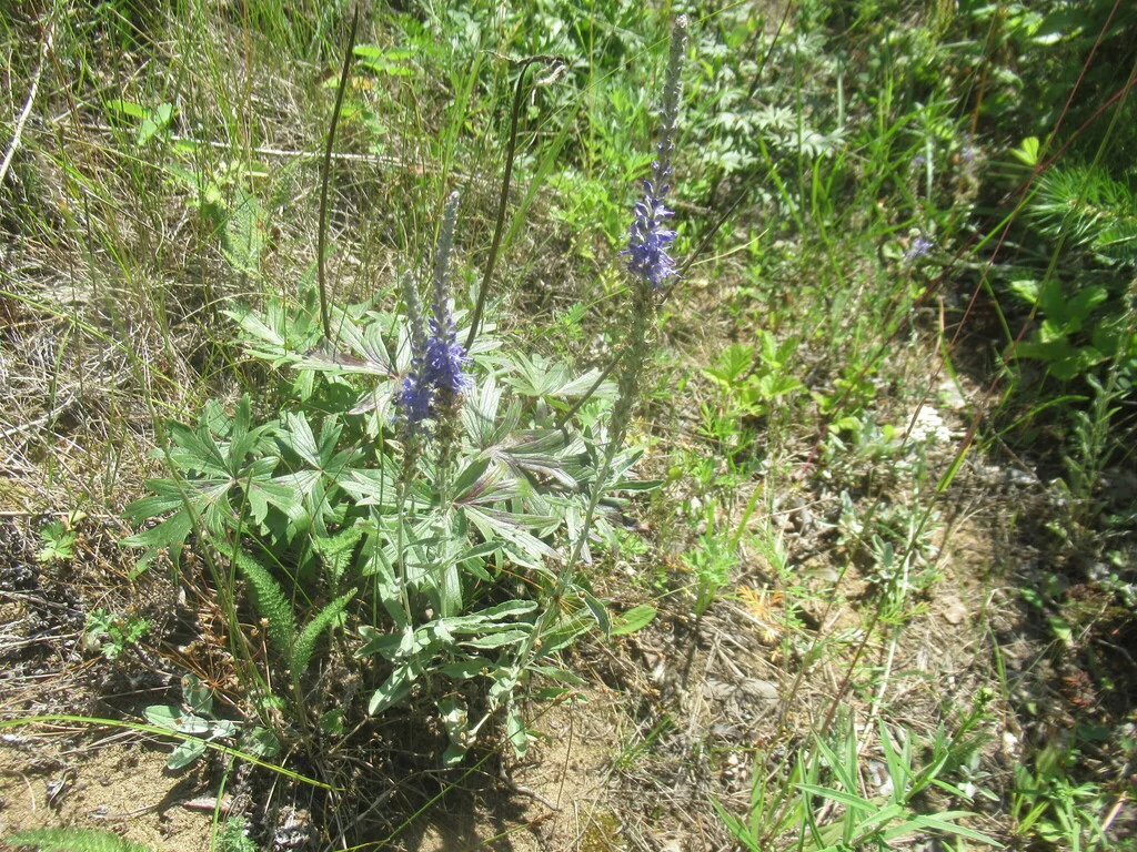 Veronica Spicata Incana