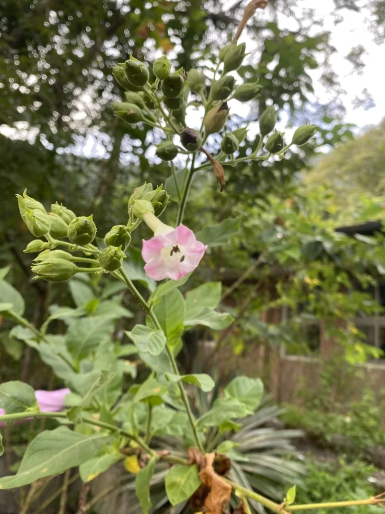 Nicotiana Tabacum