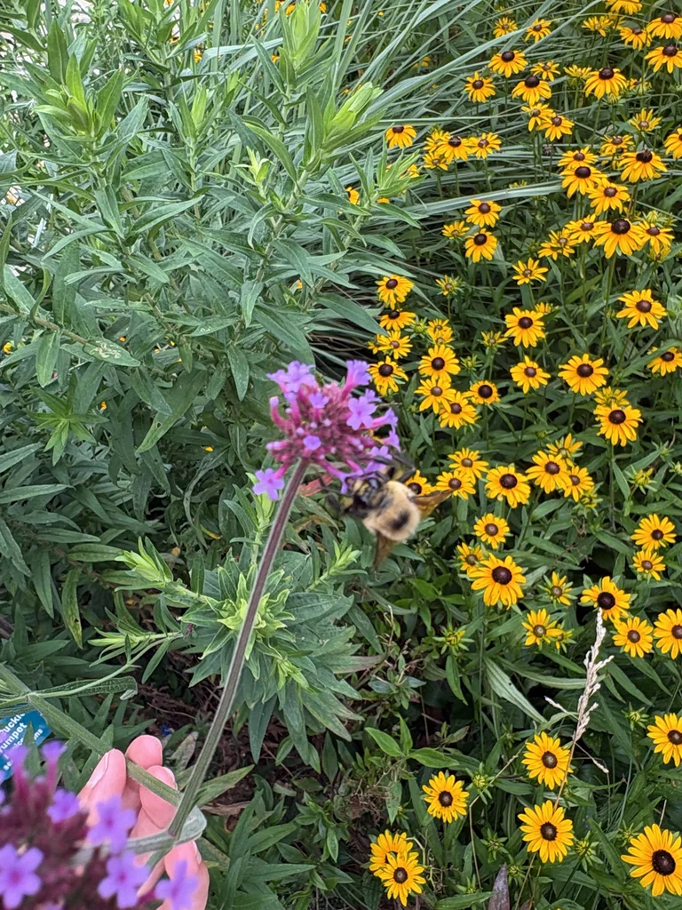 Verbena Bonariensis