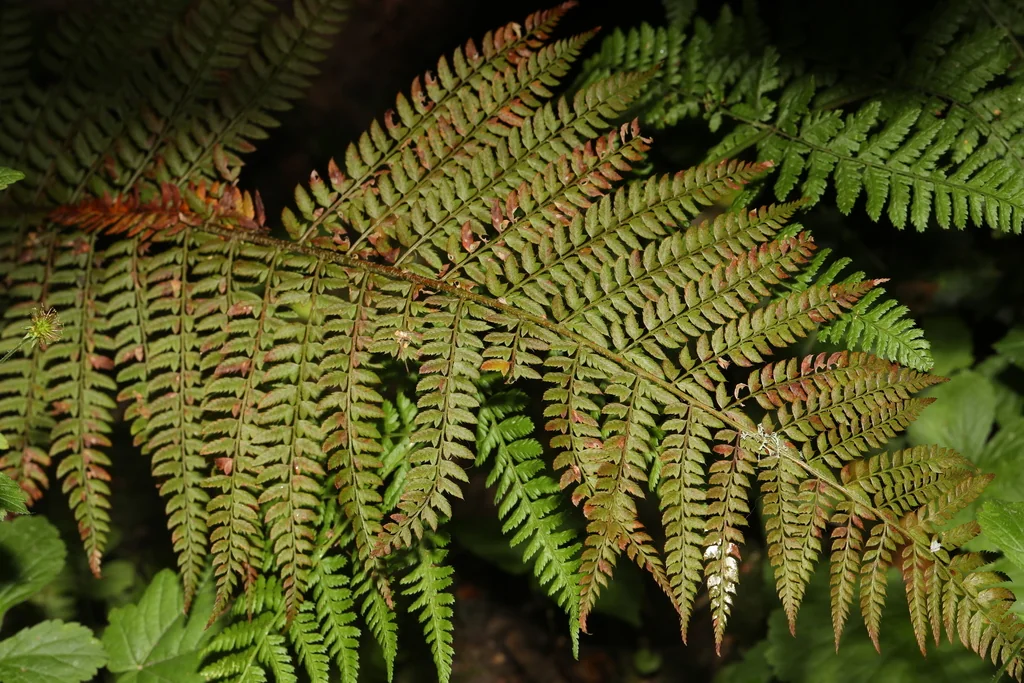 Polystichum Setiferum