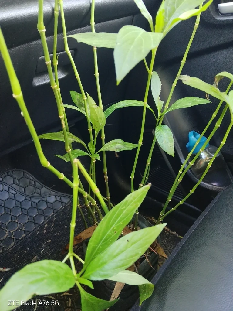 Ruellia Brittoniana