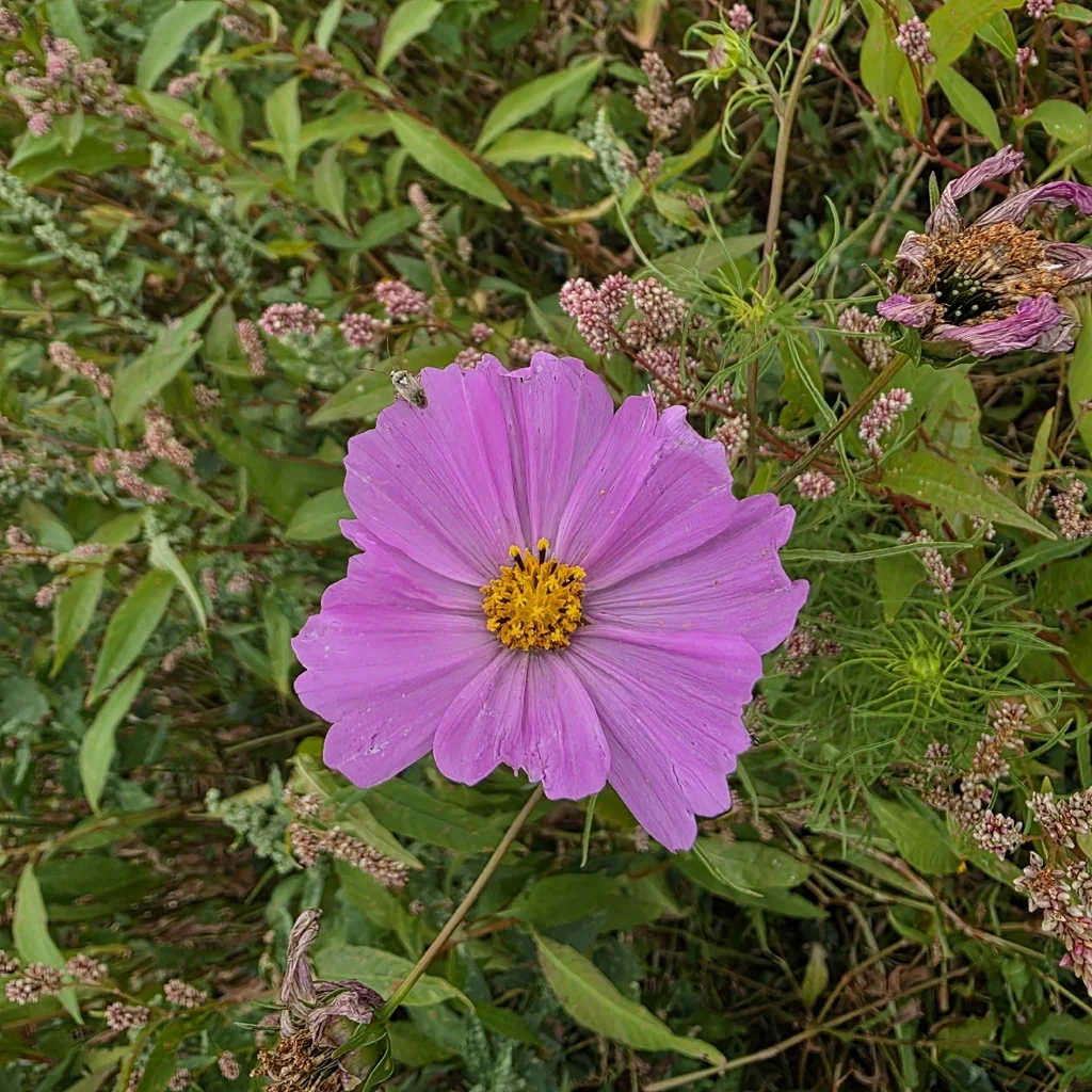Cosmos Bipinnatus