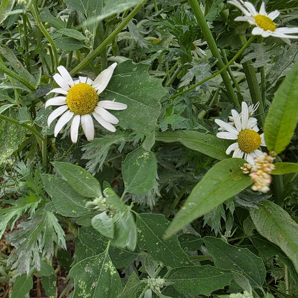 Matricaria Recutita