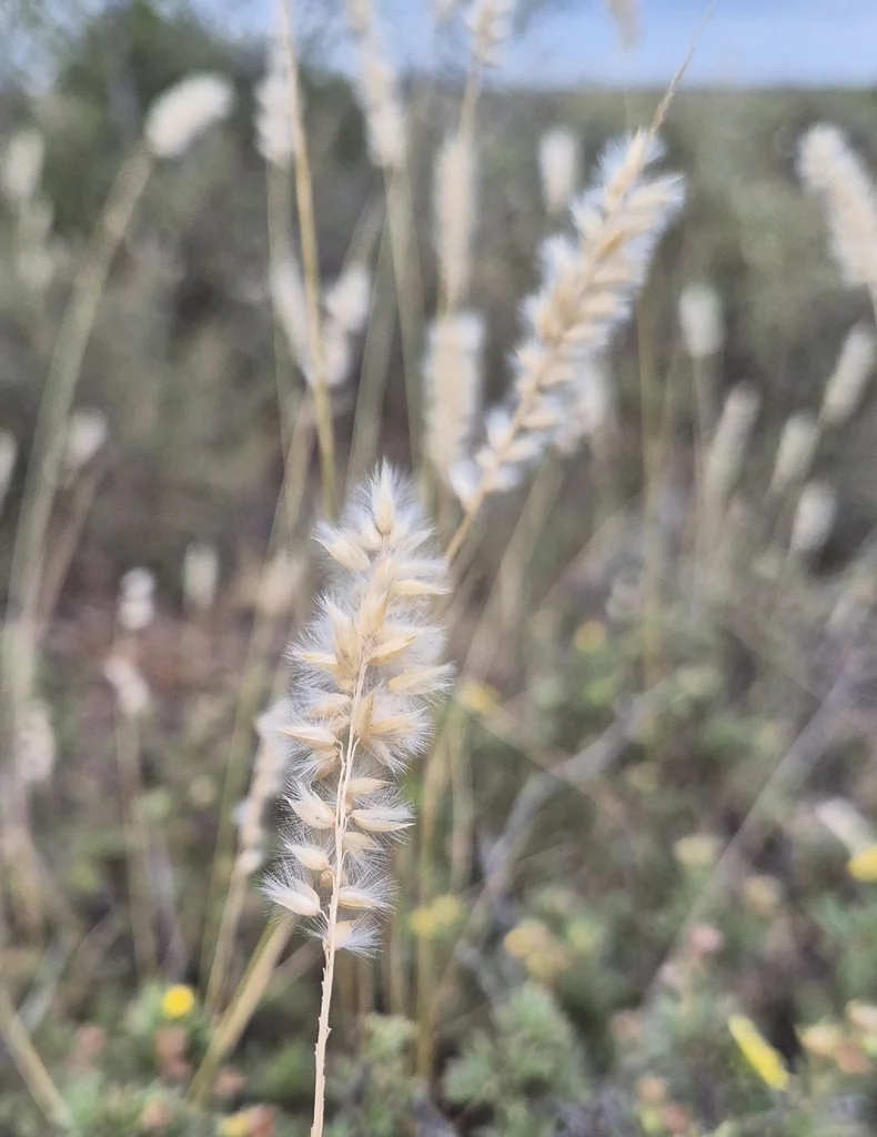Melica Ciliata