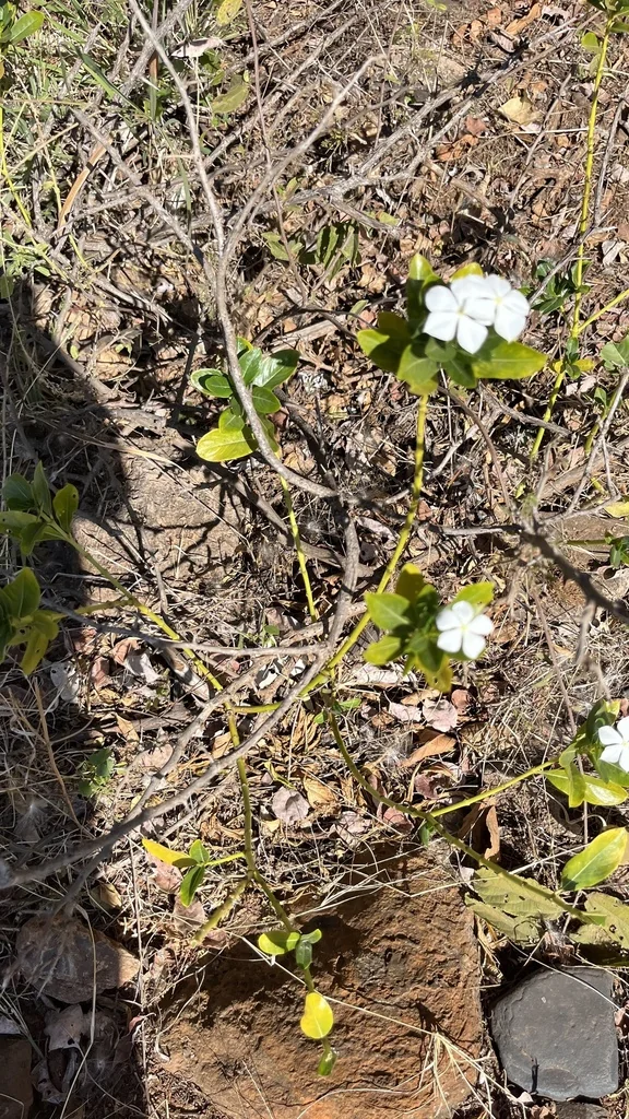 Catharanthus Roseus