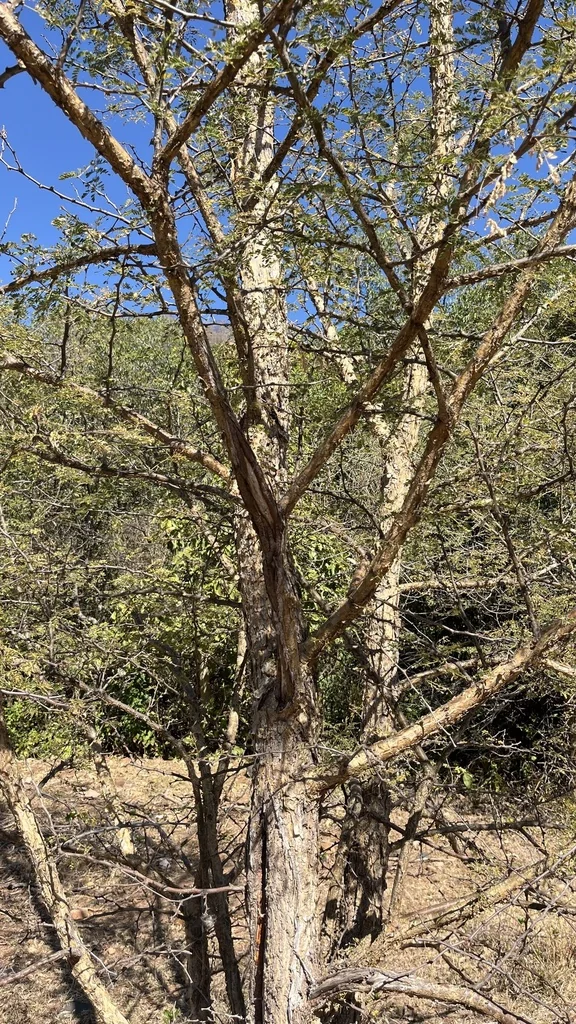 Acacia Galpinii