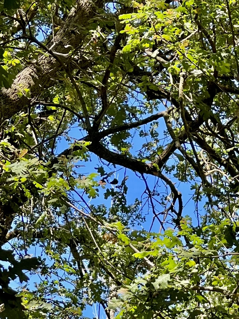 Quercus Lobata