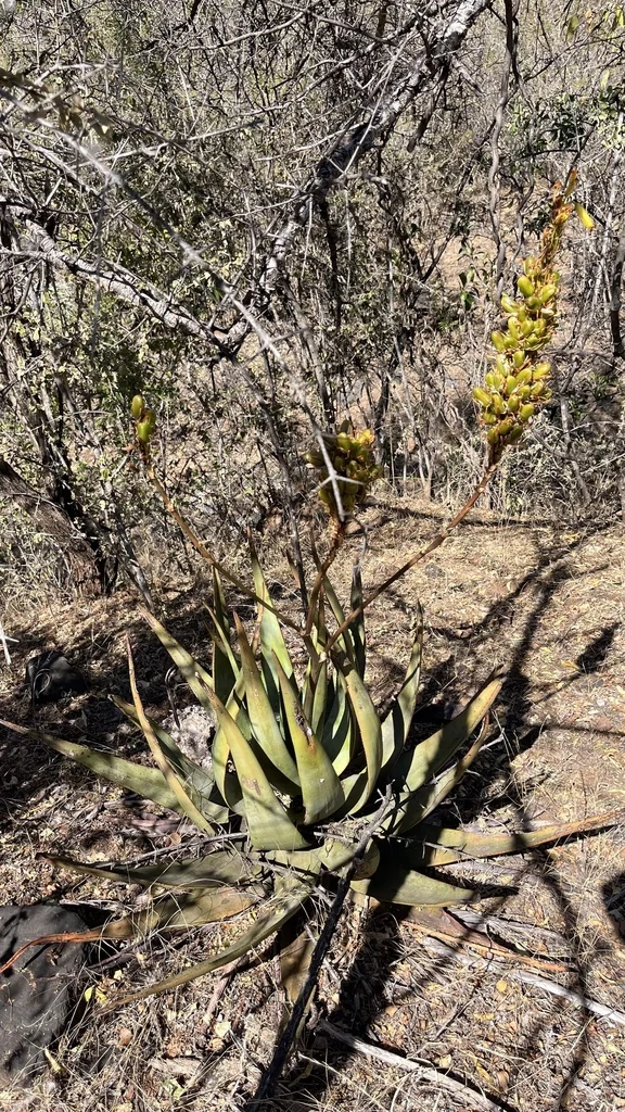 Aloe Wickensii