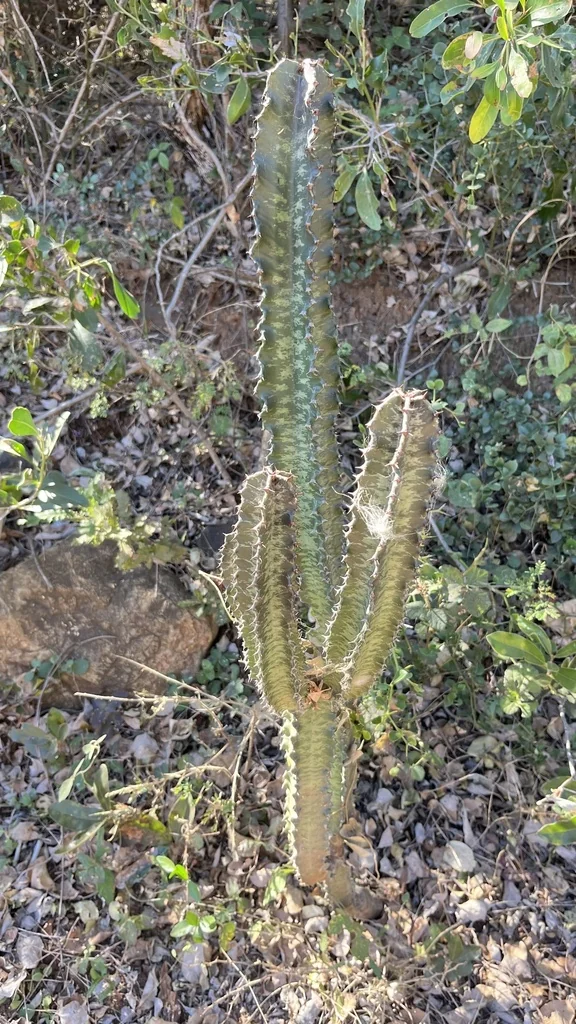 Euphorbia Ingens