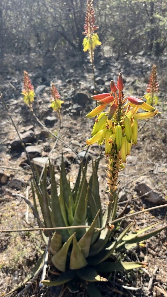Aloe Wickensii