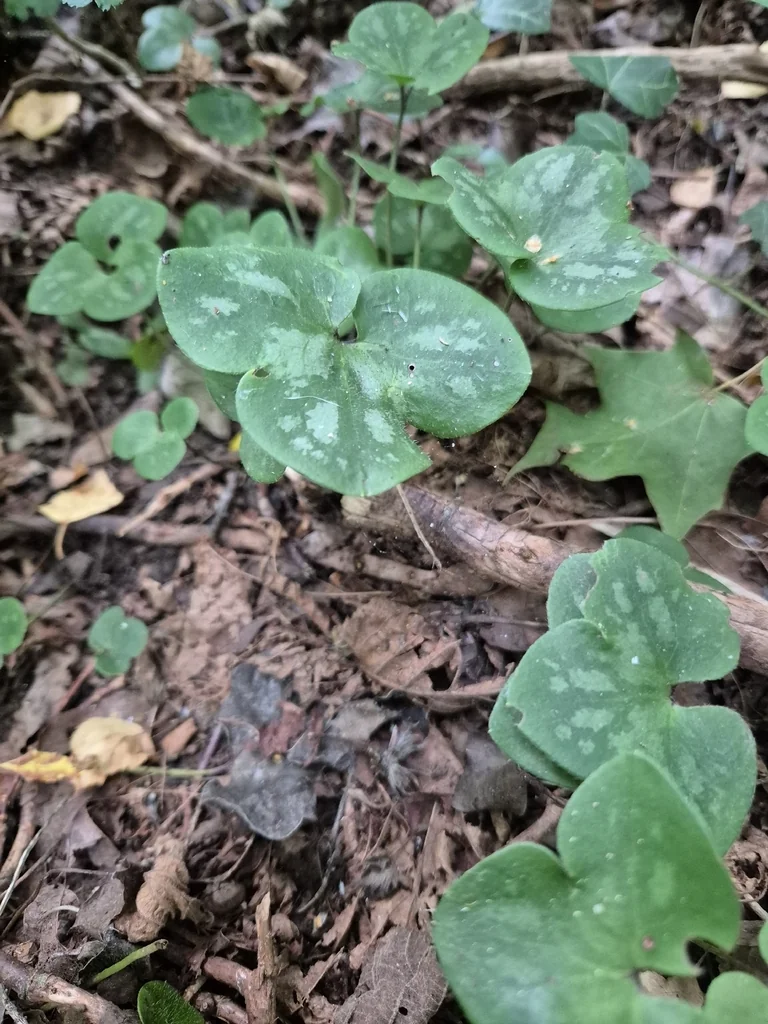 Hepatica Nobilis