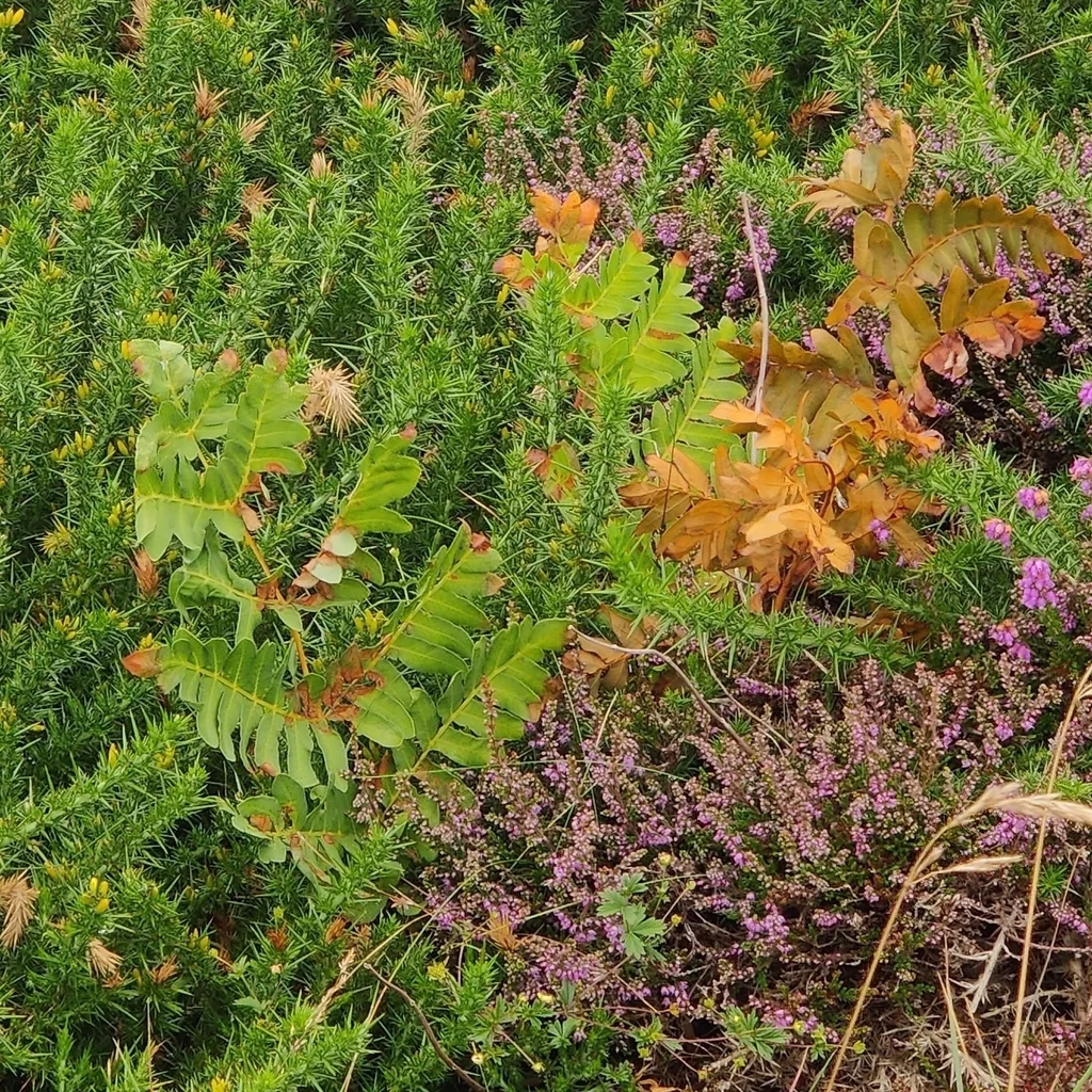 Osmunda Regalis