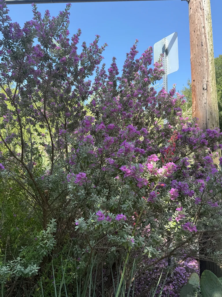 Leucophyllum Frutescens