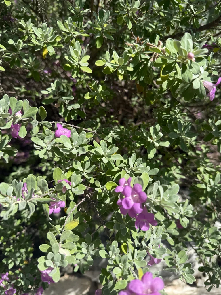Leucophyllum Frutescens