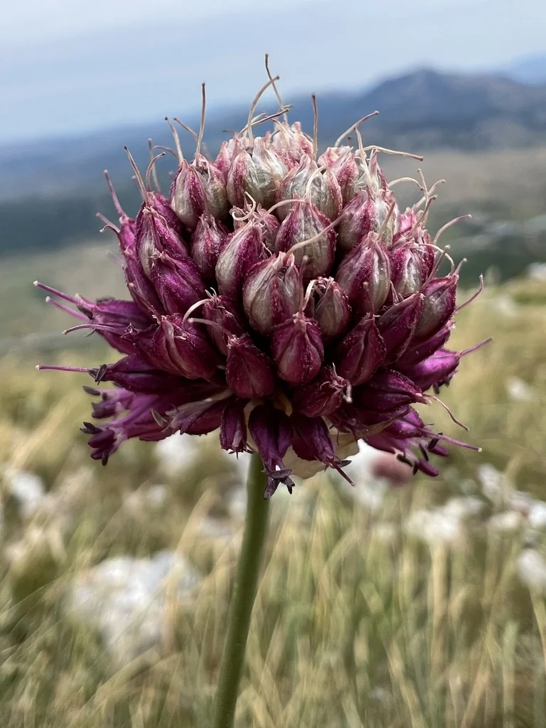 Allium Sphaerocephalon