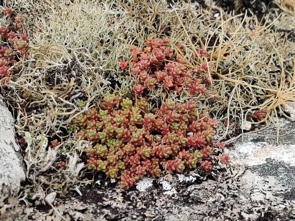 Sedum Anglicum