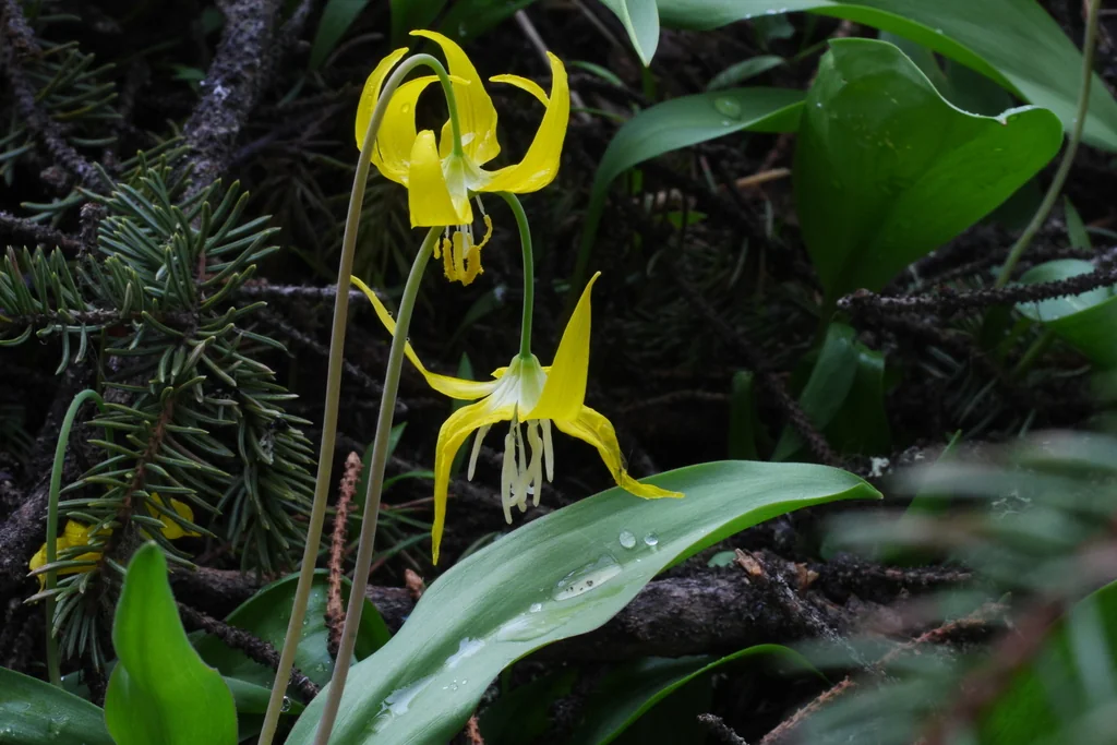 Erythronium Grandiflorum
