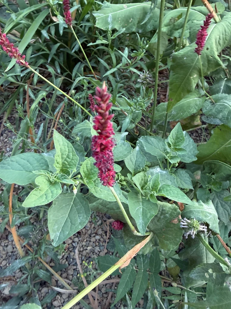 Persicaria amplexicaulis