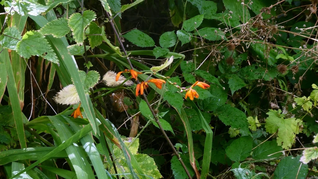 Crocosmia X Crocosmiiflora