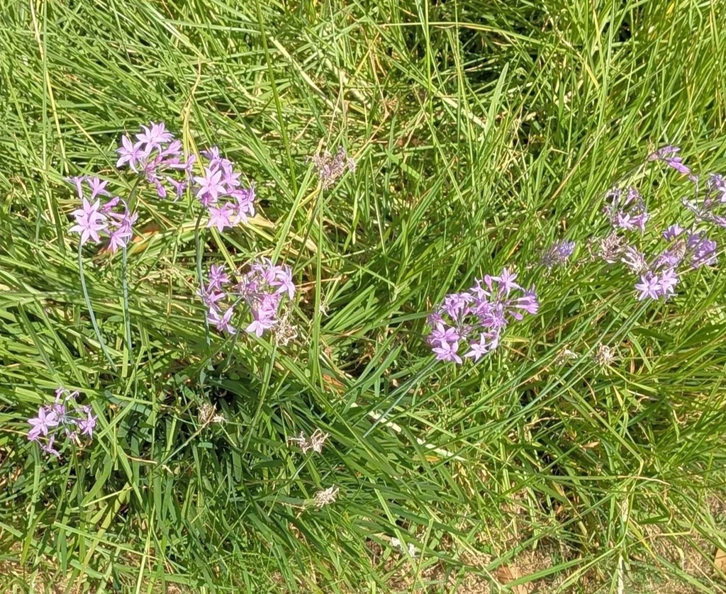 Tulbaghia Violacea