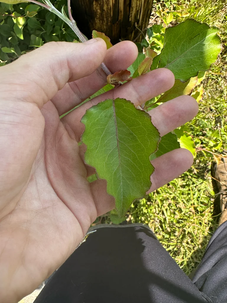 Pyrus Calleryana