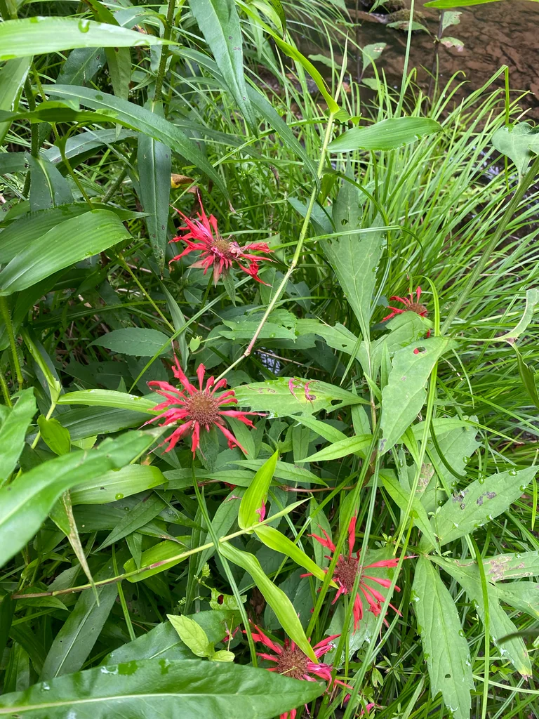 Monarda didyma