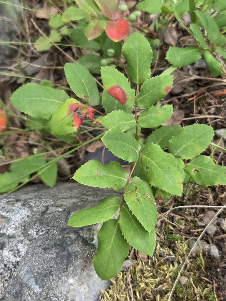 Mahonia Repens