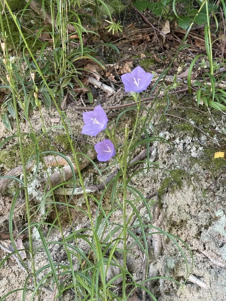 Campanula Persicifolia
