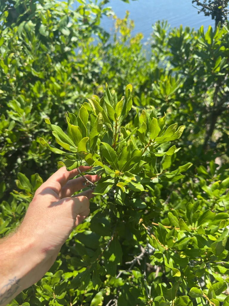 Myrica Pensylvanica