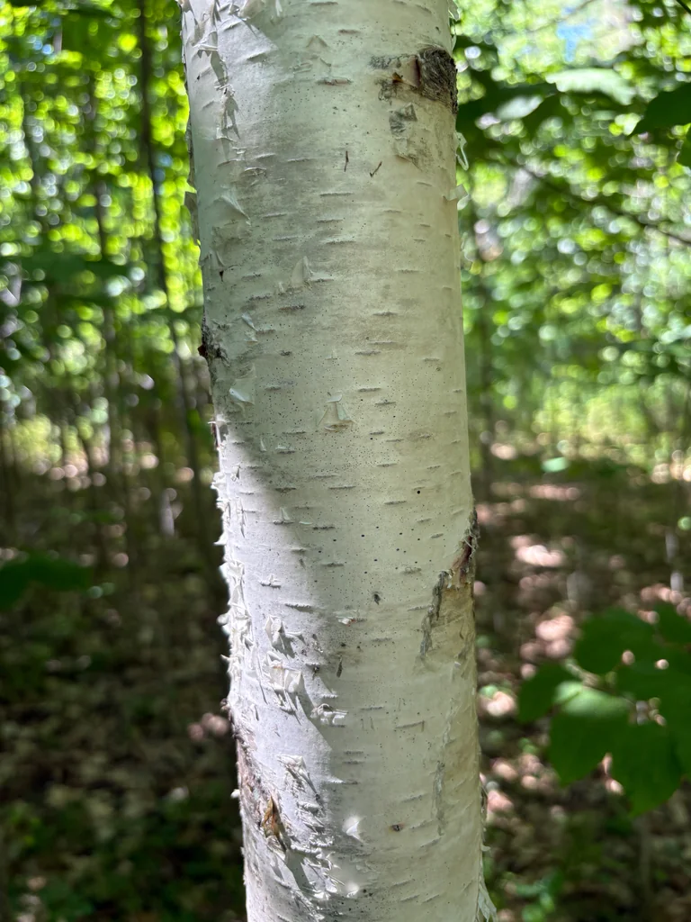 Betula Papyrifera