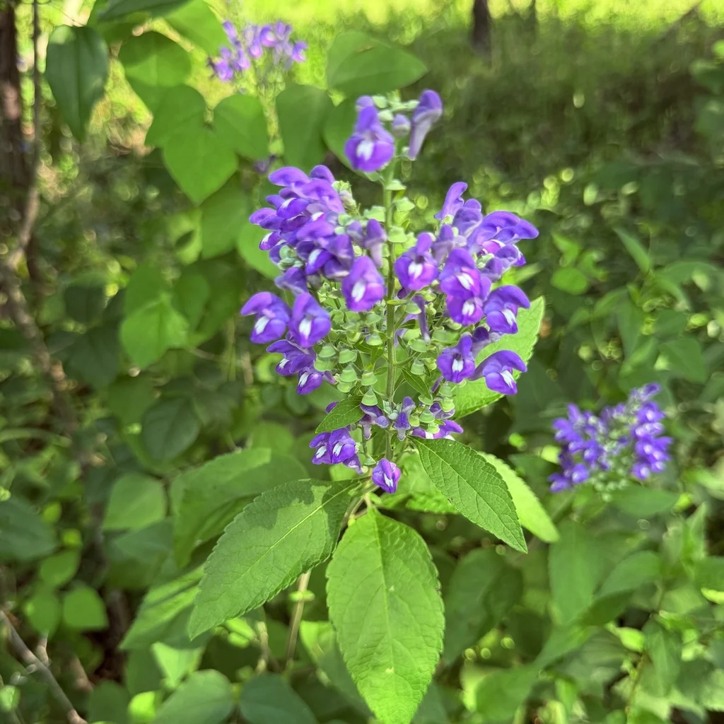 Scutellaria Incana