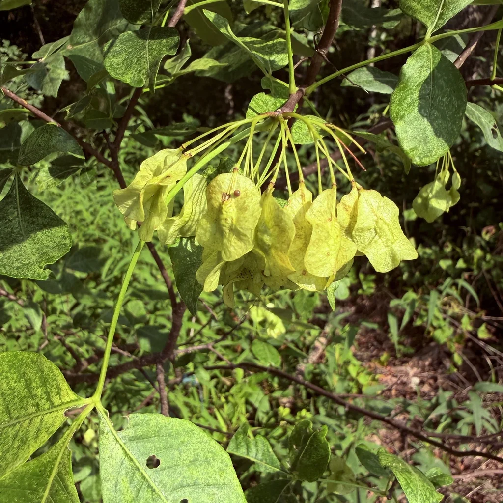 Ptelea Trifoliata