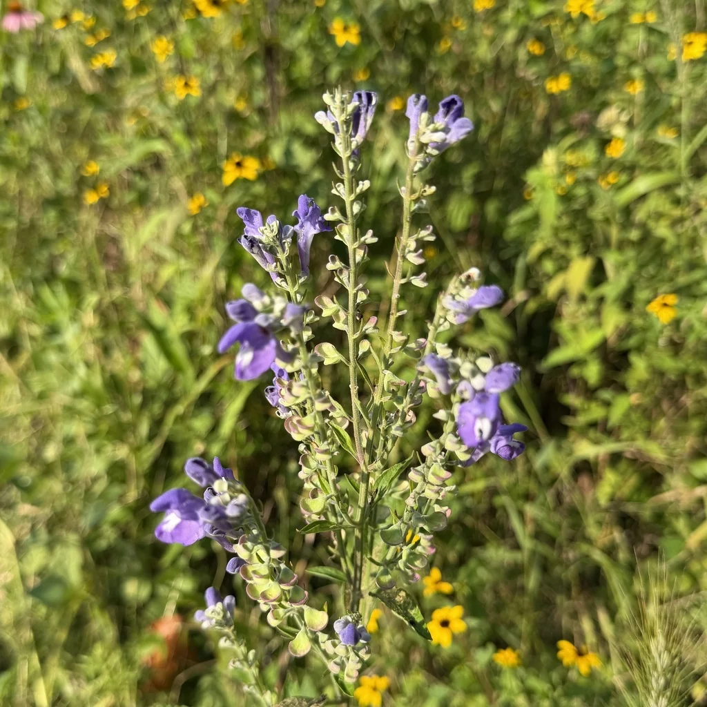Scutellaria Incana